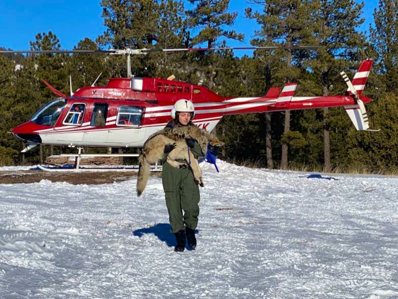2023.01 - Mexican Gray Wolf Recovery Program Wolf Tech - Grace Dougan (1).png
